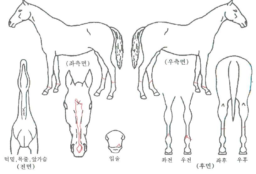°ñµçÆ÷¸£Å×ÀÇ Ãø¸é,¿ì¸é,µÞ¸é,µÎ»ó,´Ù¸®ÀÇ Æ¯Â¡µµÇØ