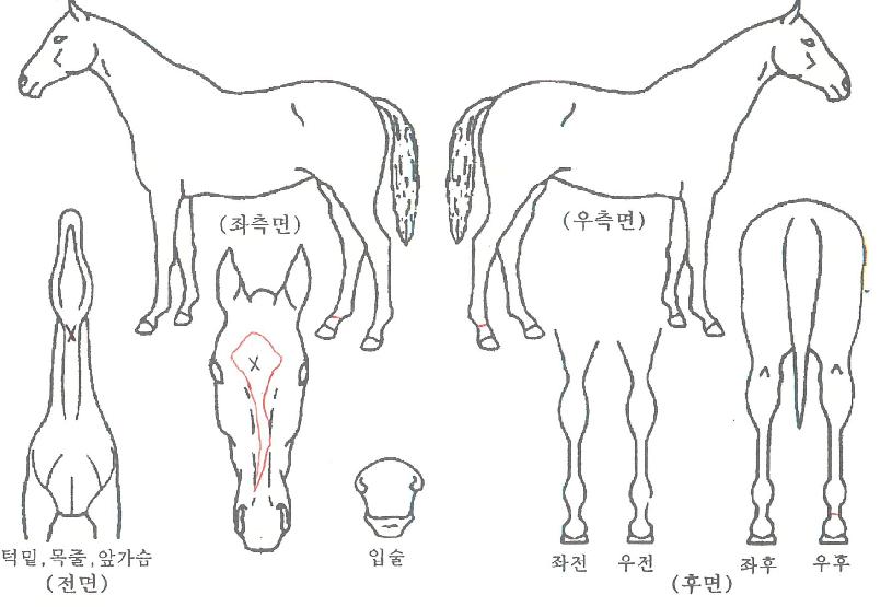 Â÷¸¶·çÀÇ Ãø¸é,¿ì¸é,µÞ¸é,µÎ»ó,´Ù¸®ÀÇ Æ¯Â¡µµÇØ