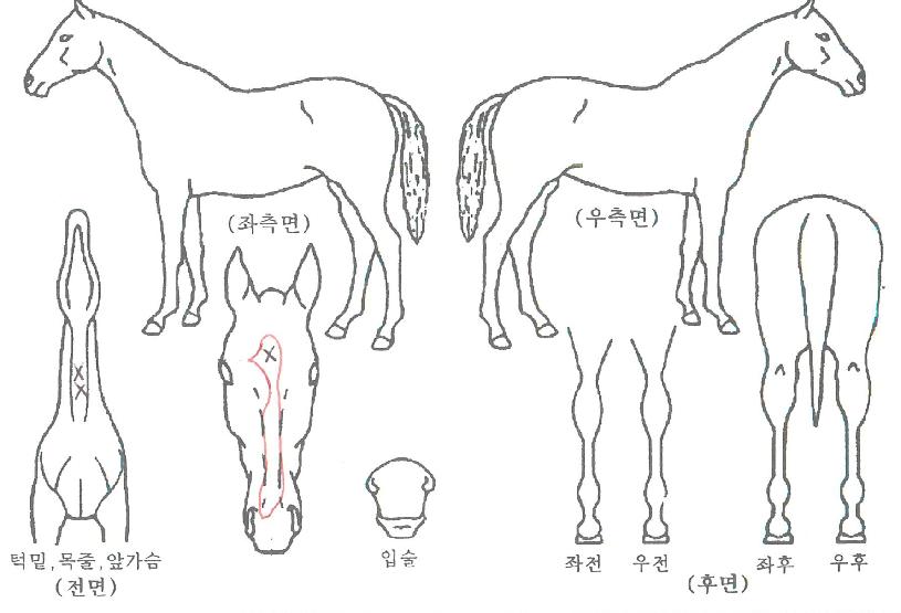 ÄÉÀÌÁ¸ÀÇ Ãø¸é,¿ì¸é,µÞ¸é,µÎ»ó,´Ù¸®ÀÇ Æ¯Â¡µµÇØ