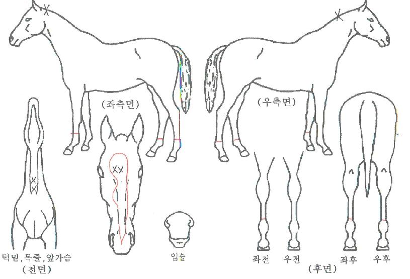 ¸®¹ÙÀ̺êÀÚ¸¶ÀÇ Ãø¸é,¿ì¸é,µÞ¸é,µÎ»ó,´Ù¸®ÀÇ Æ¯Â¡µµÇØ