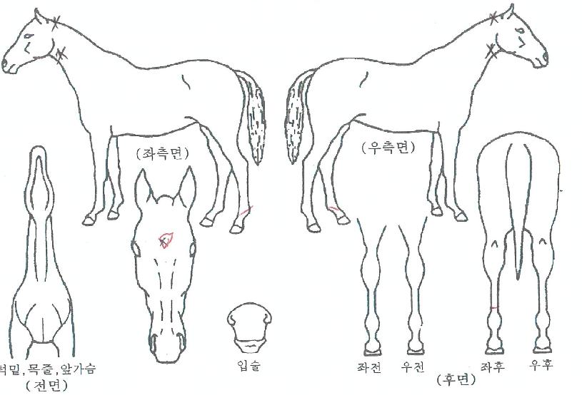 ±âÀûÀÇ¸í¼ºÀÇ Ãø¸é,¿ì¸é,µÞ¸é,µÎ»ó,´Ù¸®ÀÇ Æ¯Â¡µµÇØ