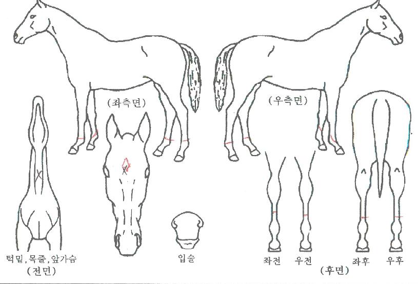 ·º½º¿©ÀÇ Ãø¸é,¿ì¸é,µÞ¸é,µÎ»ó,´Ù¸®ÀÇ Æ¯Â¡µµÇØ