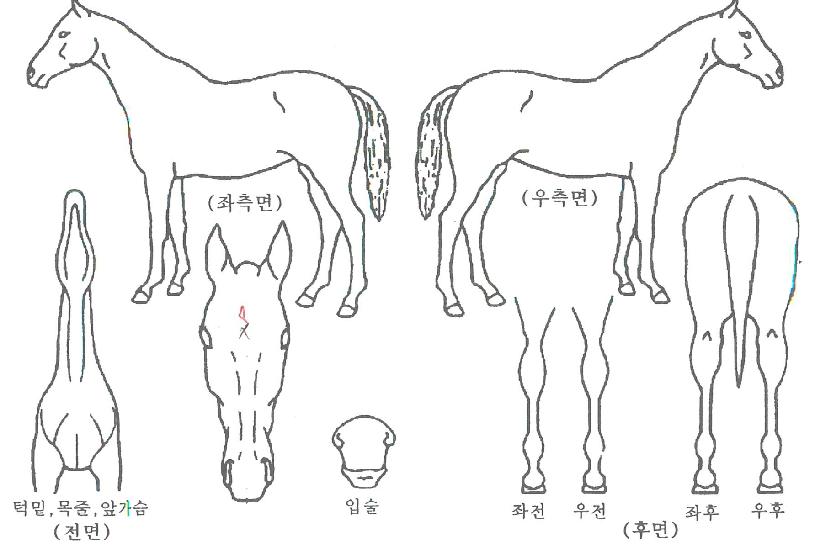 À§µåÇÁ·»µå½ÊÀÇ Ãø¸é,¿ì¸é,µÞ¸é,µÎ»ó,´Ù¸®ÀÇ Æ¯Â¡µµÇØ