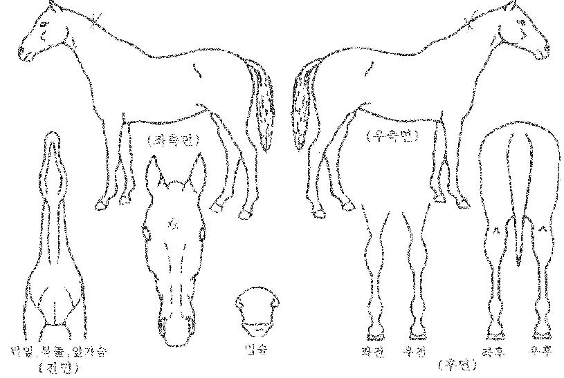 ¸¶ÇϸÓÁ¦½ºÆ½ÀÇ Ãø¸é,¿ì¸é,µÞ¸é,µÎ»ó,´Ù¸®ÀÇ Æ¯Â¡µµÇØ