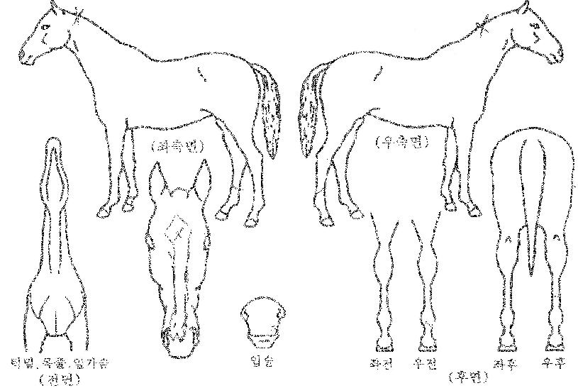 ¿ø´õÇ®½ºÅ丮ÀÇ Ãø¸é,¿ì¸é,µÞ¸é,µÎ»ó,´Ù¸®ÀÇ Æ¯Â¡µµÇØ