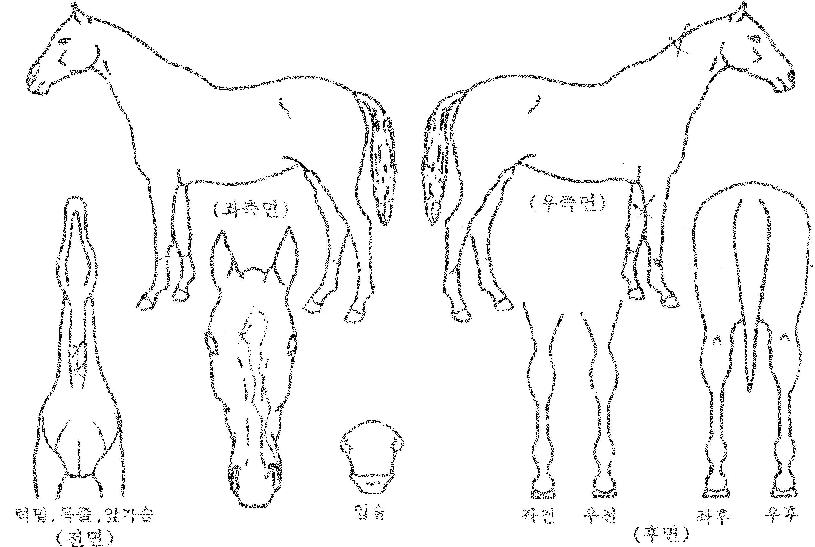 Ç÷³Ä¹ÀÇ Ãø¸é,¿ì¸é,µÞ¸é,µÎ»ó,´Ù¸®ÀÇ Æ¯Â¡µµÇØ