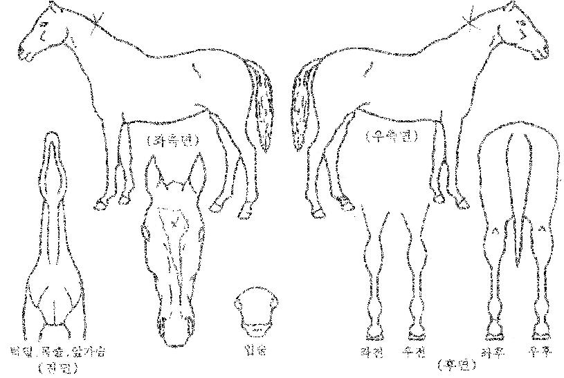 ÆÛÆåÆ®¿¡À̽ºÀÇ Ãø¸é,¿ì¸é,µÞ¸é,µÎ»ó,´Ù¸®ÀÇ Æ¯Â¡µµÇØ