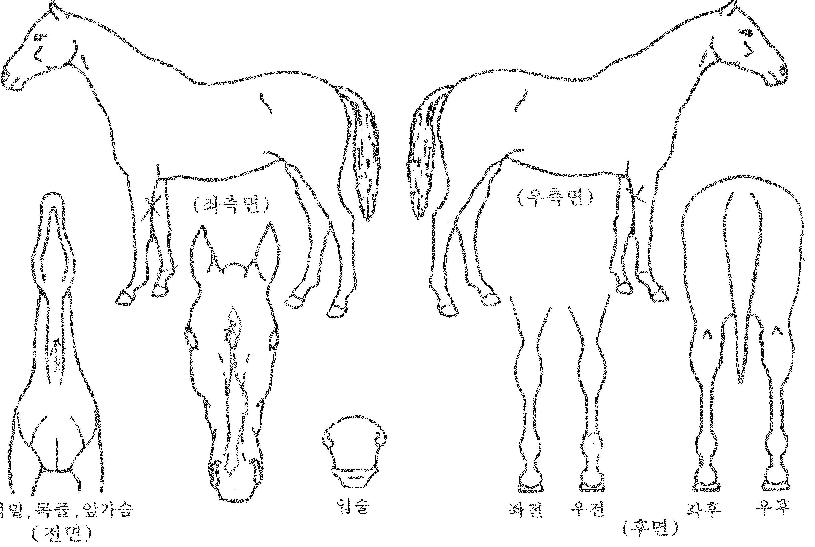 ¿À¸¶À̵帲ÀÇ Ãø¸é,¿ì¸é,µÞ¸é,µÎ»ó,´Ù¸®ÀÇ Æ¯Â¡µµÇØ
