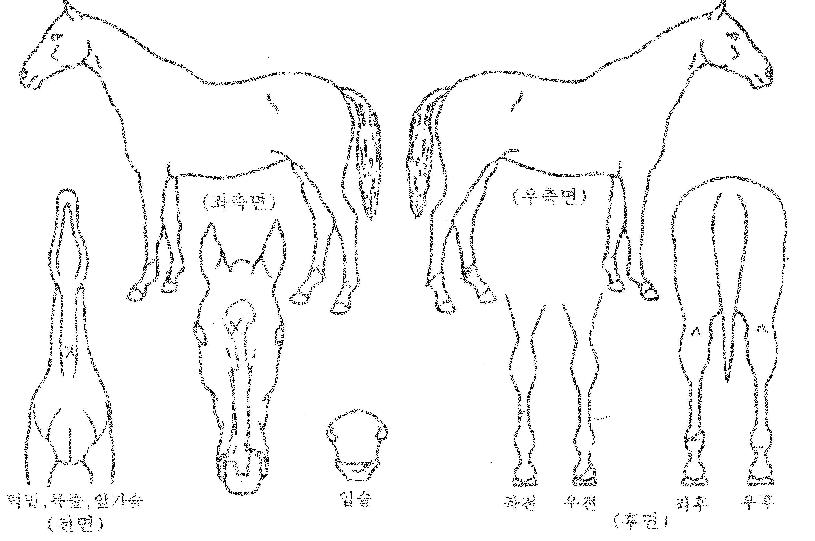 Äý¿Àºê¿¡À̽ºÀÇ Ãø¸é,¿ì¸é,µÞ¸é,µÎ»ó,´Ù¸®ÀÇ Æ¯Â¡µµÇØ