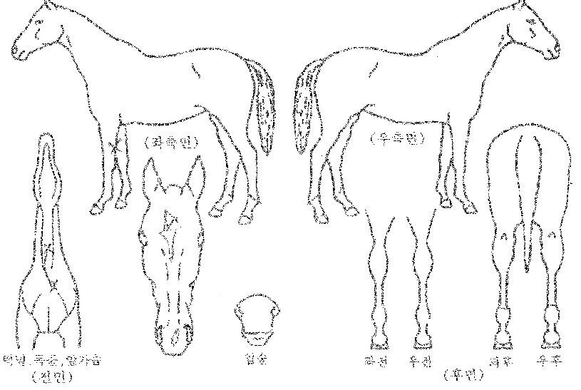 ¹Ì¶óŬ¿þÀÌÀÇ Ãø¸é,¿ì¸é,µÞ¸é,µÎ»ó,´Ù¸®ÀÇ Æ¯Â¡µµÇØ