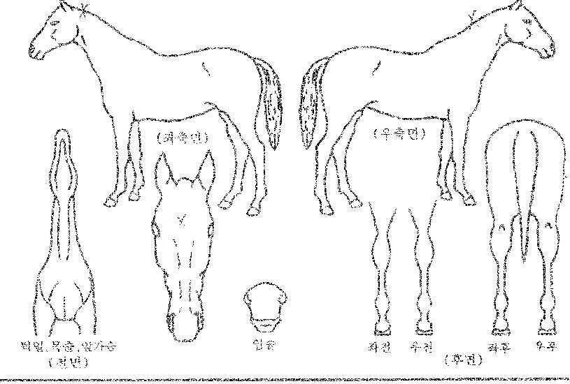°¡´ÏÀÚ¸¶ÀÇ Ãø¸é,¿ì¸é,µÞ¸é,µÎ»ó,´Ù¸®ÀÇ Æ¯Â¡µµÇØ