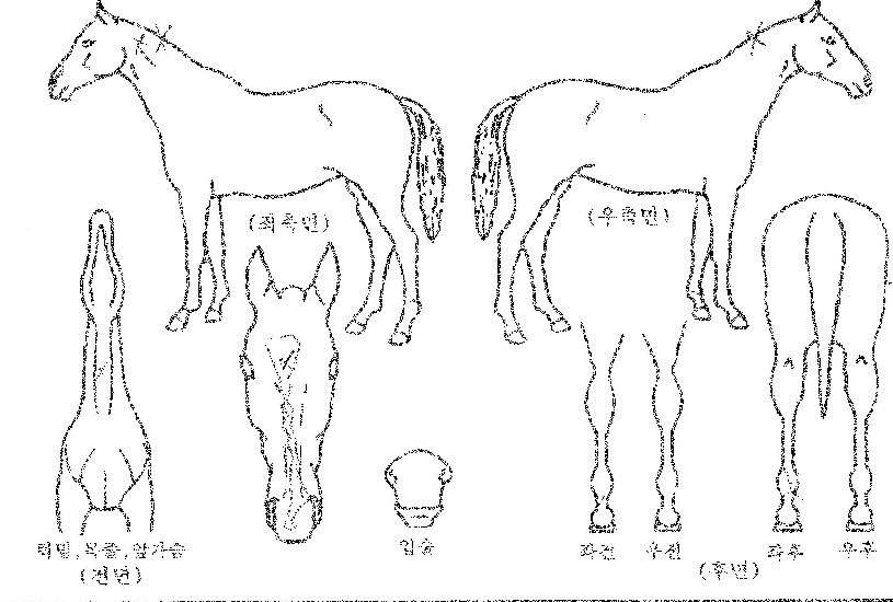 û´ãÁ¦ÆÐÀÇ Ãø¸é,¿ì¸é,µÞ¸é,µÎ»ó,´Ù¸®ÀÇ Æ¯Â¡µµÇØ