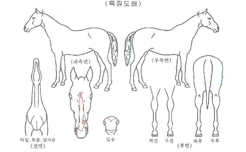 û´ã¶óÀ̾ðÀÇ Ãø¸é,¿ì¸é,µÞ¸é,µÎ»ó,´Ù¸®ÀÇ Æ¯Â¡µµÇØ