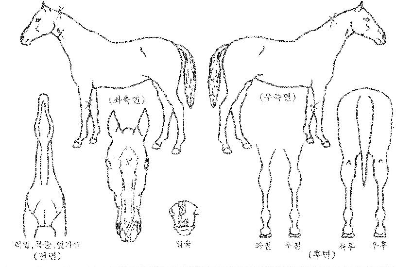 ±×·¹ÀÌÆ®·ÏÀÇ Ãø¸é,¿ì¸é,µÞ¸é,µÎ»ó,´Ù¸®ÀÇ Æ¯Â¡µµÇØ