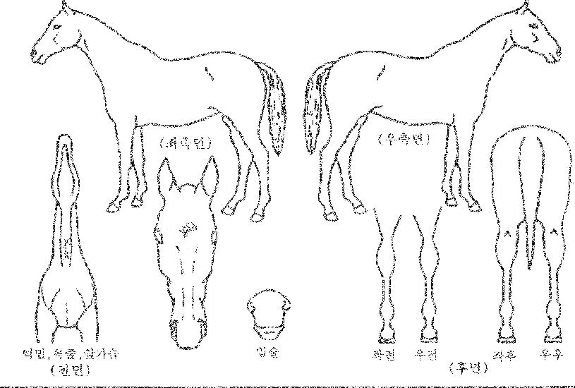 ÆË½º±Û·Î¸®ÀÚ¸¶ÀÇ Ãø¸é,¿ì¸é,µÞ¸é,µÎ»ó,´Ù¸®ÀÇ Æ¯Â¡µµÇØ