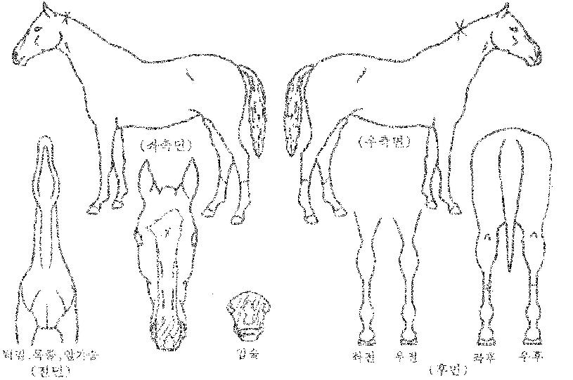 ÆÐ½ºÆ¼½ºÆ®ÀÇ Ãø¸é,¿ì¸é,µÞ¸é,µÎ»ó,´Ù¸®ÀÇ Æ¯Â¡µµÇØ