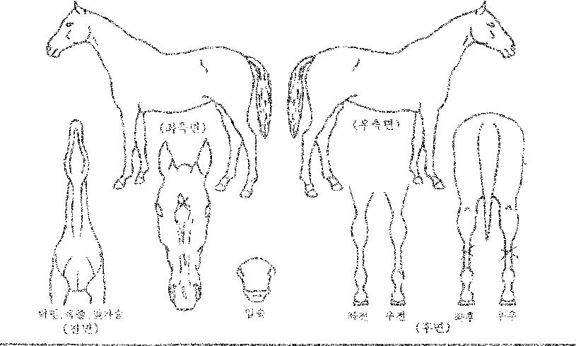 ·Îµå¿ì¸ÕÀÇ Ãø¸é,¿ì¸é,µÞ¸é,µÎ»ó,´Ù¸®ÀÇ Æ¯Â¡µµÇØ