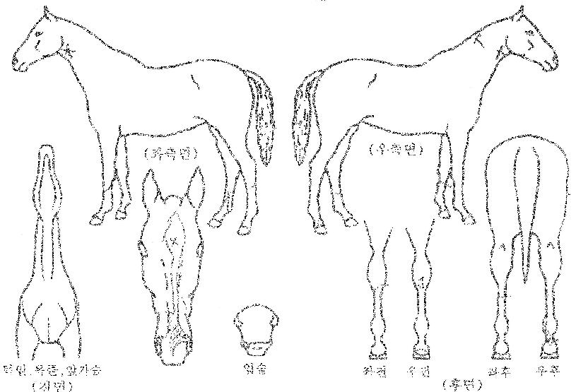 ºñº¸°øÁÖÀÇ Ãø¸é,¿ì¸é,µÞ¸é,µÎ»ó,´Ù¸®ÀÇ Æ¯Â¡µµÇØ