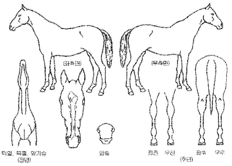 ½Ã¾ÖƲ°ÉÀÇ Ãø¸é,¿ì¸é,µÞ¸é,µÎ»ó,´Ù¸®ÀÇ Æ¯Â¡µµÇØ