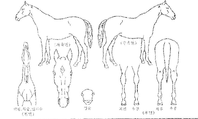 ½Ì½Ì´í½ºÀÇ Ãø¸é,¿ì¸é,µÞ¸é,µÎ»ó,´Ù¸®ÀÇ Æ¯Â¡µµÇØ