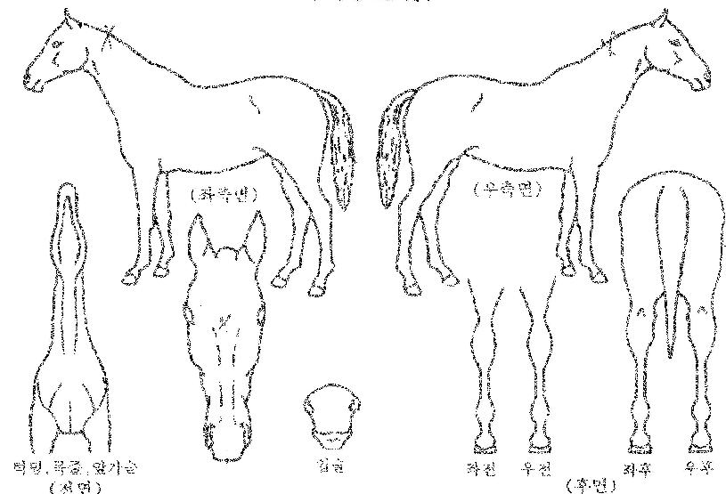 ¸ð´×¹ÂÁ÷ÀÚ¸¶ÀÇ Ãø¸é,¿ì¸é,µÞ¸é,µÎ»ó,´Ù¸®ÀÇ Æ¯Â¡µµÇØ