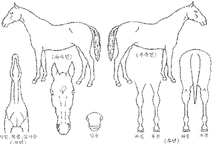 ¶ó¿Âè¹öÀÚ¸¶ÀÇ Ãø¸é,¿ì¸é,µÞ¸é,µÎ»ó,´Ù¸®ÀÇ Æ¯Â¡µµÇØ