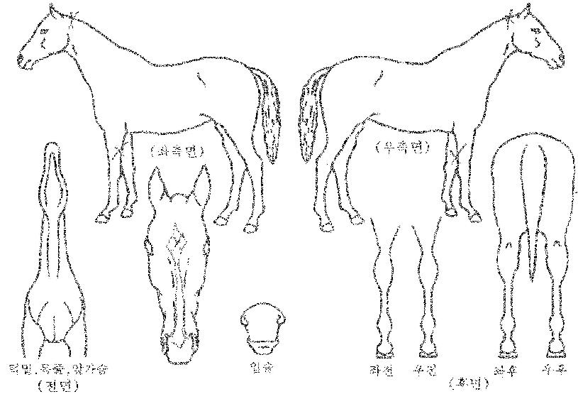 ¿ì½ÂÅÙÀÇ Ãø¸é,¿ì¸é,µÞ¸é,µÎ»ó,´Ù¸®ÀÇ Æ¯Â¡µµÇØ