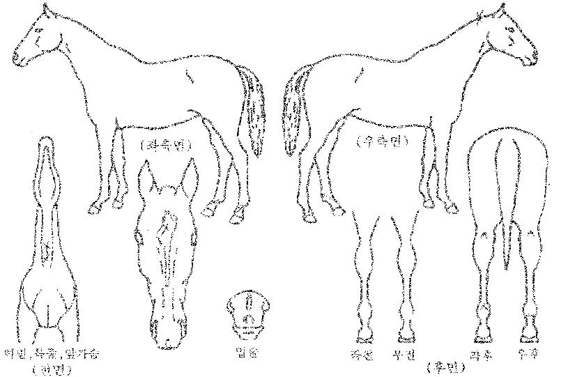 º£½ºÆ®ºòÅ丮ÀÇ Ãø¸é,¿ì¸é,µÞ¸é,µÎ»ó,´Ù¸®ÀÇ Æ¯Â¡µµÇØ