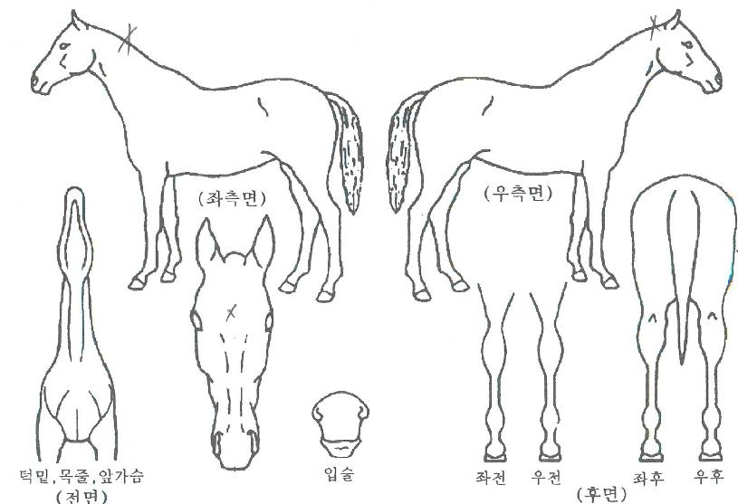 ³¯°³¸¦Æì¶óÀÇ Ãø¸é,¿ì¸é,µÞ¸é,µÎ»ó,´Ù¸®ÀÇ Æ¯Â¡µµÇØ