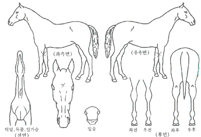 ½Å°³º®ÀÇ Ãø¸é,¿ì¸é,µÞ¸é,µÎ»ó,´Ù¸®ÀÇ Æ¯Â¡µµÇØ