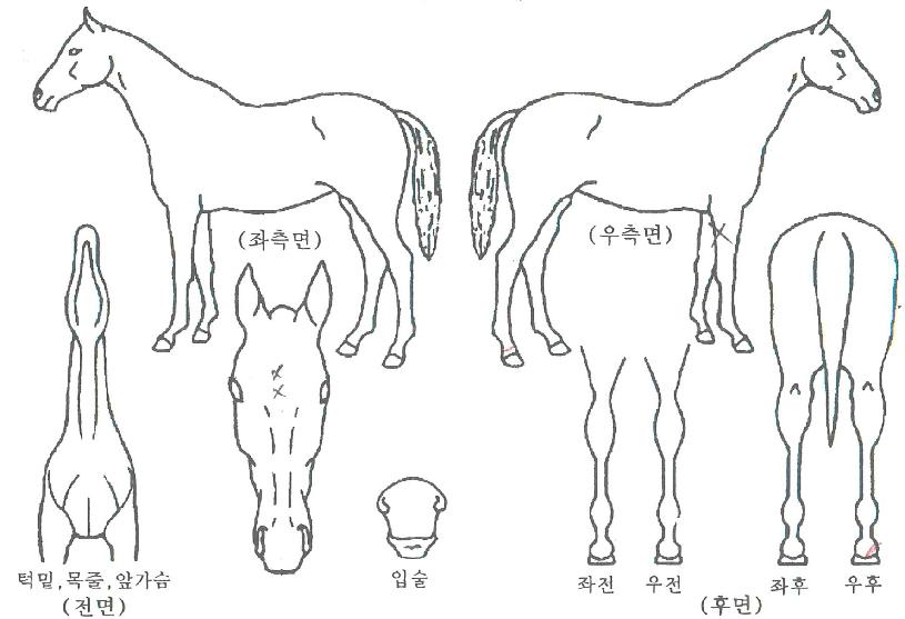 ¸£³×»ó½º¸ÇÀÇ Ãø¸é,¿ì¸é,µÞ¸é,µÎ»ó,´Ù¸®ÀÇ Æ¯Â¡µµÇØ