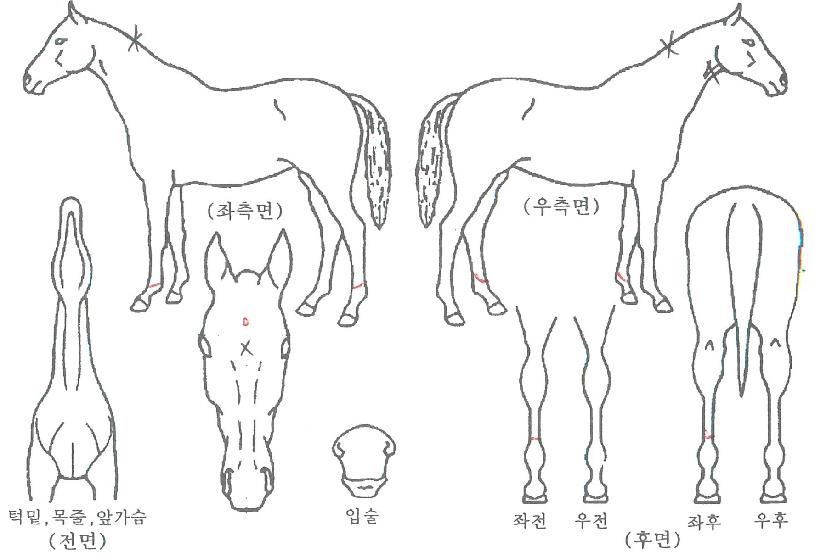 ¸®´õ½ºÄ·ÇÁÀÇ Ãø¸é,¿ì¸é,µÞ¸é,µÎ»ó,´Ù¸®ÀÇ Æ¯Â¡µµÇØ