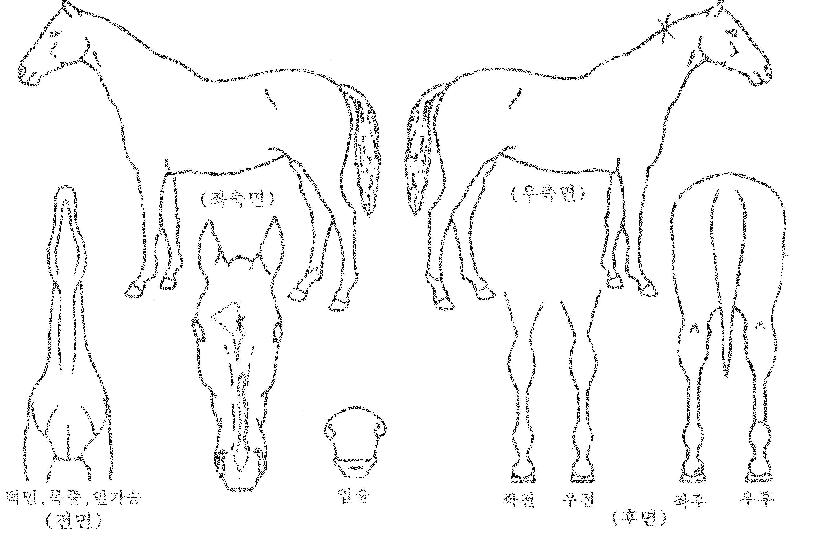 ¼¼¶ó¿©Á¦ÀÇ Ãø¸é,¿ì¸é,µÞ¸é,µÎ»ó,´Ù¸®ÀÇ Æ¯Â¡µµÇØ