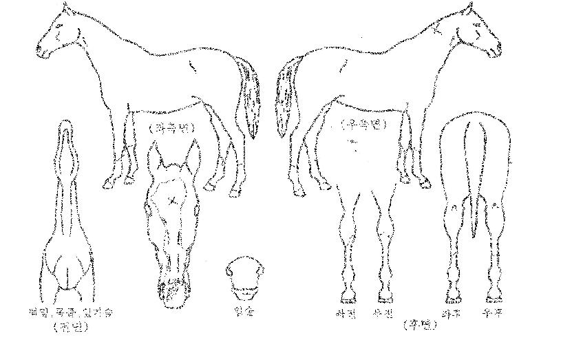 ¼®¼¼½º°¡ÀÌÀÇ Ãø¸é,¿ì¸é,µÞ¸é,µÎ»ó,´Ù¸®ÀÇ Æ¯Â¡µµÇØ