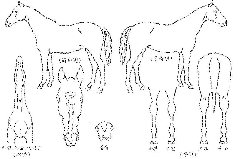 ÀÏ·ÓÀÇ Ãø¸é,¿ì¸é,µÞ¸é,µÎ»ó,´Ù¸®ÀÇ Æ¯Â¡µµÇØ