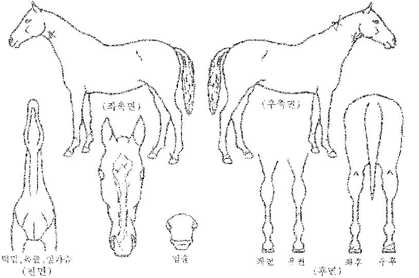 ´ëº¯ÈÀÇ Ãø¸é,¿ì¸é,µÞ¸é,µÎ»ó,´Ù¸®ÀÇ Æ¯Â¡µµÇØ