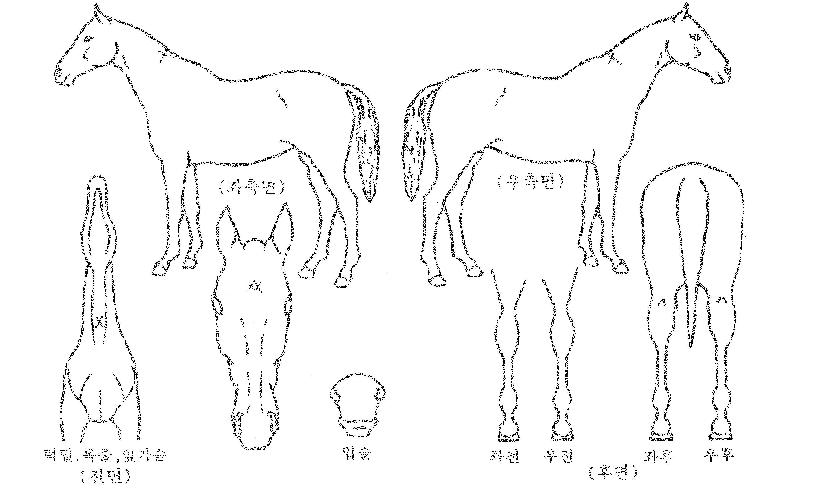 ¸Ó´Ï´ë·úÀÇ Ãø¸é,¿ì¸é,µÞ¸é,µÎ»ó,´Ù¸®ÀÇ Æ¯Â¡µµÇØ