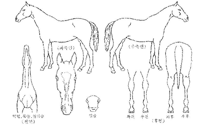 ·°Å°ÄÚ¸®¾ÆÀÇ Ãø¸é,¿ì¸é,µÞ¸é,µÎ»ó,´Ù¸®ÀÇ Æ¯Â¡µµÇØ