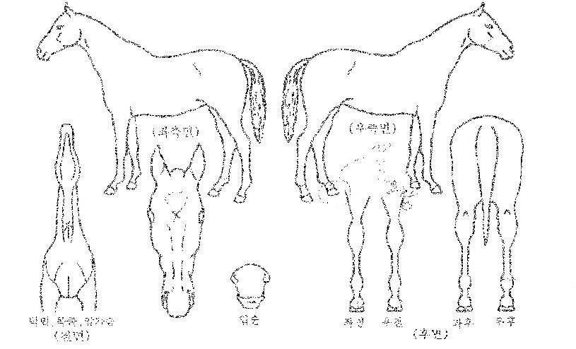 °úõÀå»çÀÇ Ãø¸é,¿ì¸é,µÞ¸é,µÎ»ó,´Ù¸®ÀÇ Æ¯Â¡µµÇØ