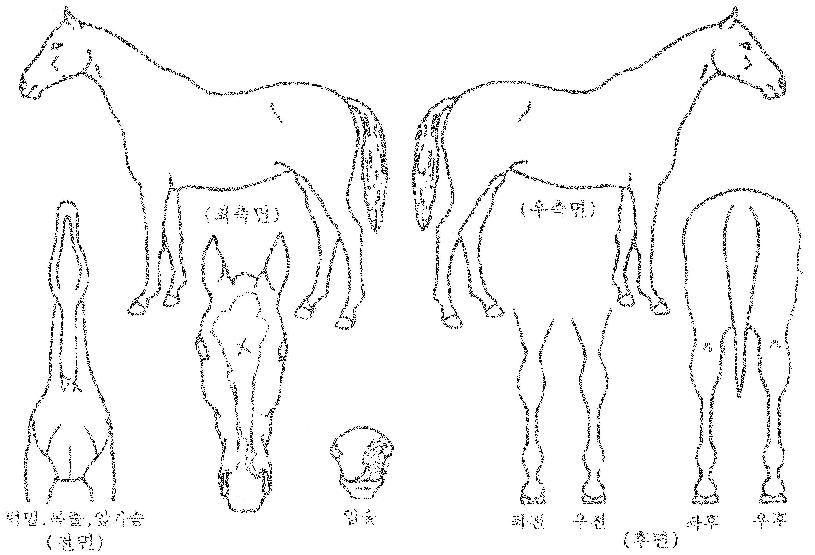 ¶ó¿ÂÁ¦¿ÕÀÇ Ãø¸é,¿ì¸é,µÞ¸é,µÎ»ó,´Ù¸®ÀÇ Æ¯Â¡µµÇØ