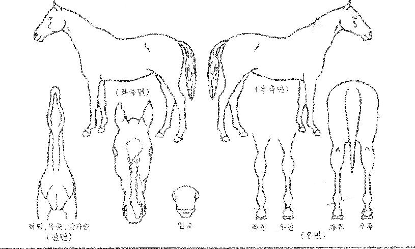 »ç°ú¶ûÀÇ Ãø¸é,¿ì¸é,µÞ¸é,µÎ»ó,´Ù¸®ÀÇ Æ¯Â¡µµÇØ