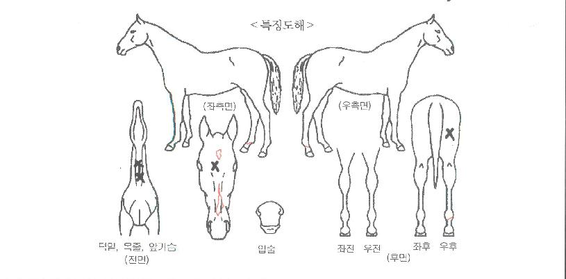 ¸Þ¸®±×¸°ÀÇ Ãø¸é,¿ì¸é,µÞ¸é,µÎ»ó,´Ù¸®ÀÇ Æ¯Â¡µµÇØ