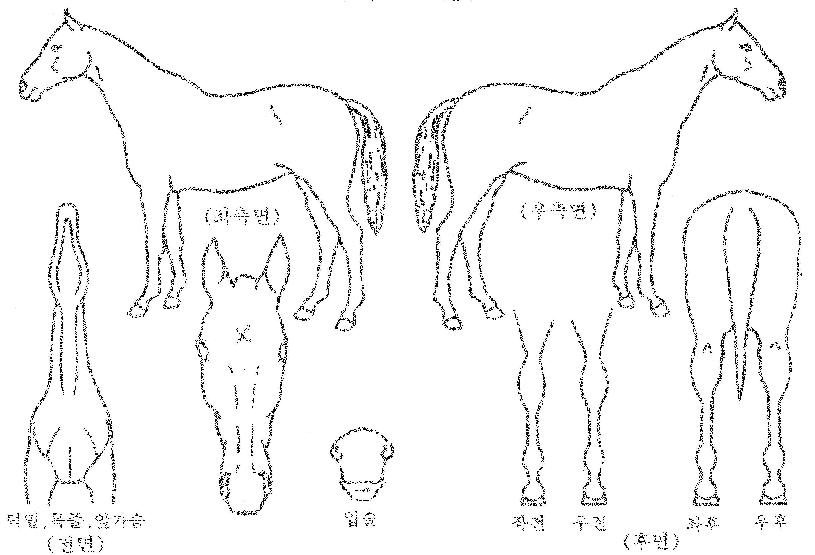ºòÅ丮½ºÅ¸ÀÇ Ãø¸é,¿ì¸é,µÞ¸é,µÎ»ó,´Ù¸®ÀÇ Æ¯Â¡µµÇØ