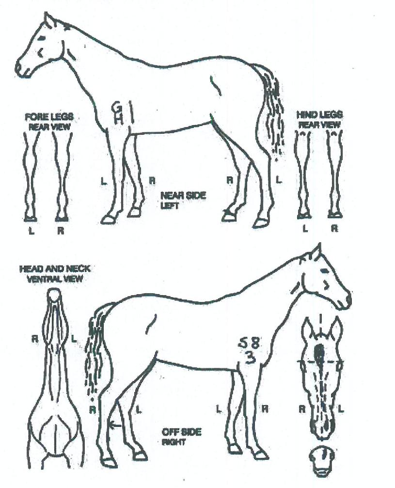 ºÀȰñµåÀÇ Ãø¸é,¿ì¸é,µÞ¸é,µÎ»ó,´Ù¸®ÀÇ Æ¯Â¡µµÇØ