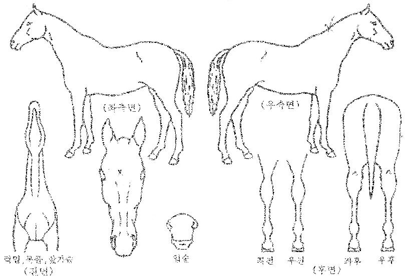 ¸ÞÀη¹À̼ÀÇ Ãø¸é,¿ì¸é,µÞ¸é,µÎ»ó,´Ù¸®ÀÇ Æ¯Â¡µµÇØ