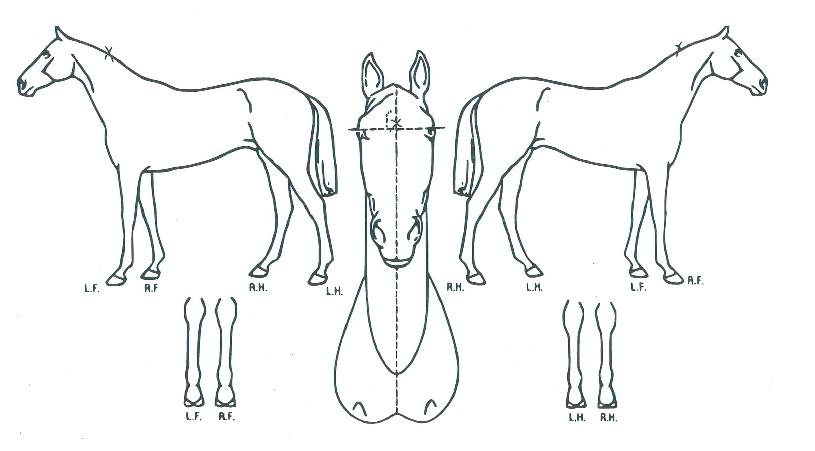 ±ÂÇì´ÏÀÇ Ãø¸é,¿ì¸é,µÞ¸é,µÎ»ó,´Ù¸®ÀÇ Æ¯Â¡µµÇØ