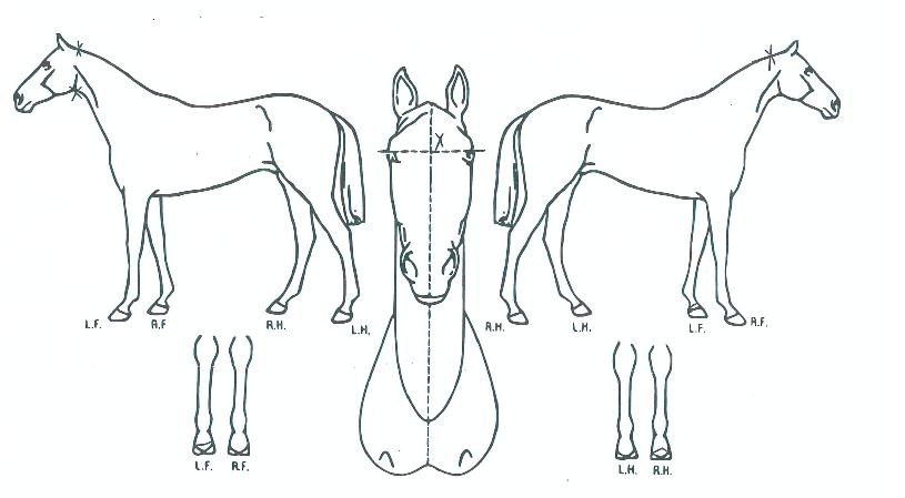 ÃÖ°í¸Ó´ÏÀÇ Ãø¸é,¿ì¸é,µÞ¸é,µÎ»ó,´Ù¸®ÀÇ Æ¯Â¡µµÇØ