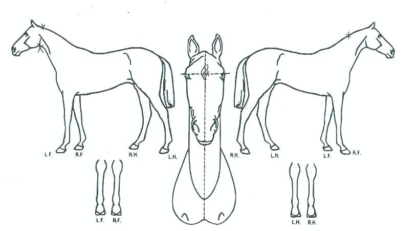 õ±ÇÀÇ Ãø¸é,¿ì¸é,µÞ¸é,µÎ»ó,´Ù¸®ÀÇ Æ¯Â¡µµÇØ