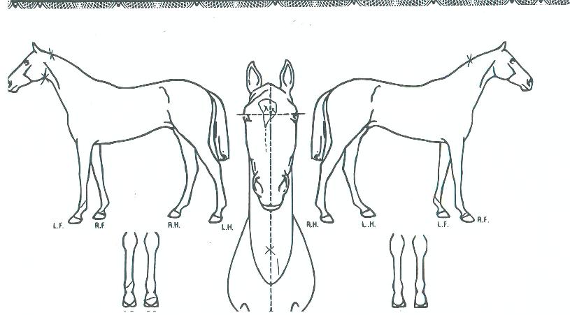 ÄÚÆÈ·¹·ÎÀÇ Ãø¸é,¿ì¸é,µÞ¸é,µÎ»ó,´Ù¸®ÀÇ Æ¯Â¡µµÇØ