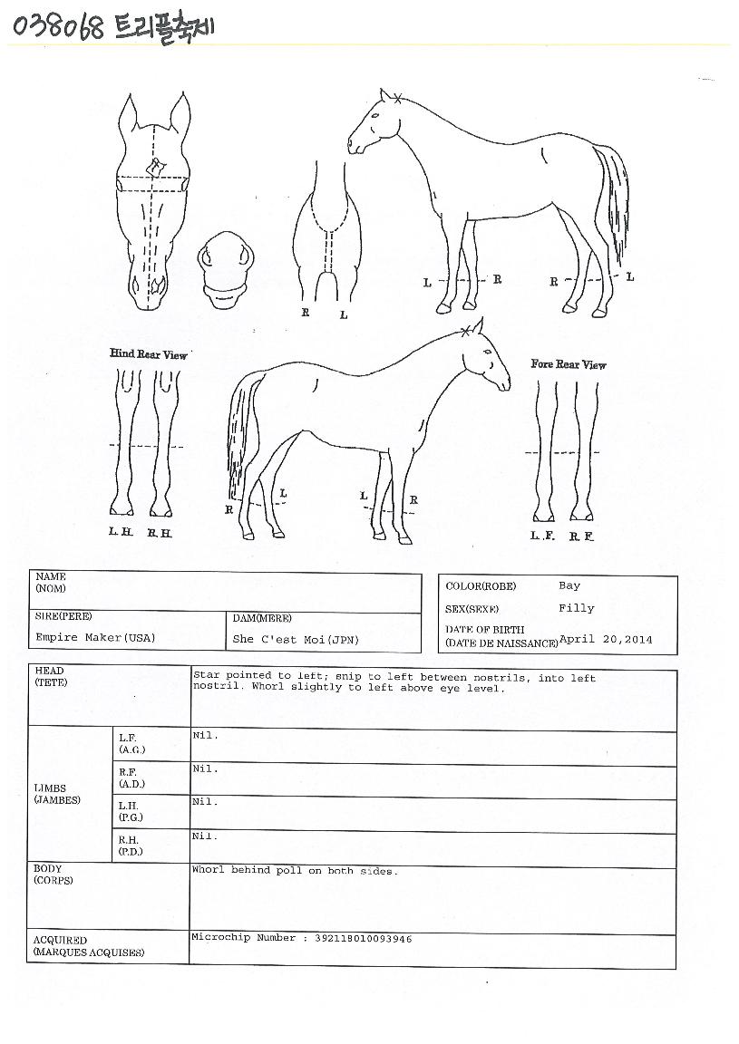 Æ®¸®ÇÃÃàÁ¦ÀÇ Ãø¸é,¿ì¸é,µÞ¸é,µÎ»ó,´Ù¸®ÀÇ Æ¯Â¡µµÇØ